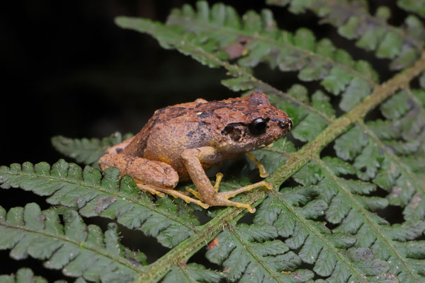Related Squeaker (Arthroleptis affinis) 