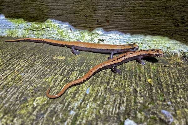 Broadfoot Mushroomtongue Salamander (Bolitoglossa platydactyla) male courting a female.