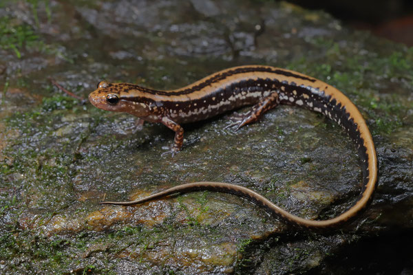 Three-lined Salamander (Eurycea guttolineata)