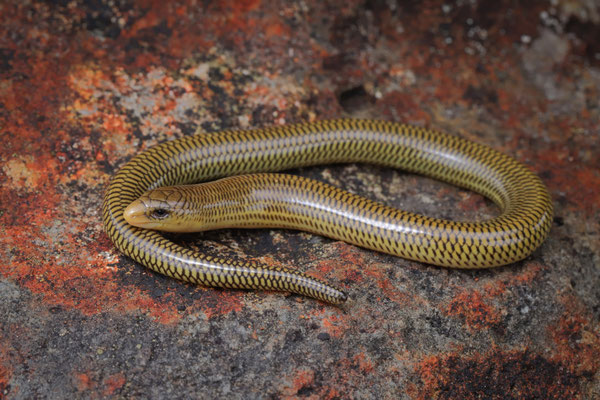 White-throated Legless Skink (Acontias albigularis)