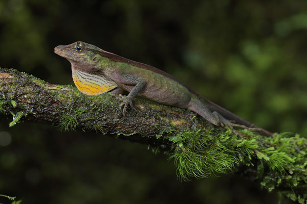 Blue-eyed Anole (Anolis woodi)