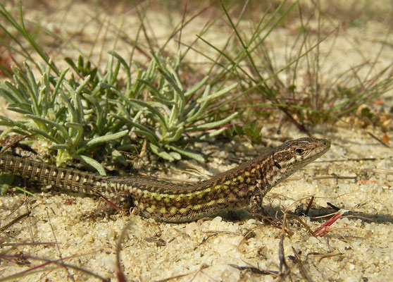Carbonell's Wall Lizard (Podarcis carbonelli), Sines, Portugal, February 2016