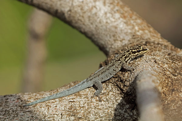 Mann's Dwarf Gecko (Lygodactylus manni)