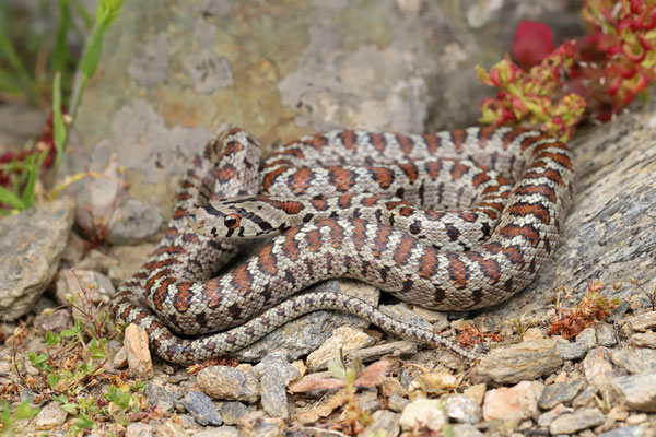 Leopard Snake (Zamenis situla) 