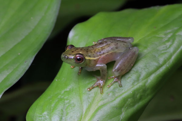 Water Lily Reed Frog (Hyperolius pusillus)