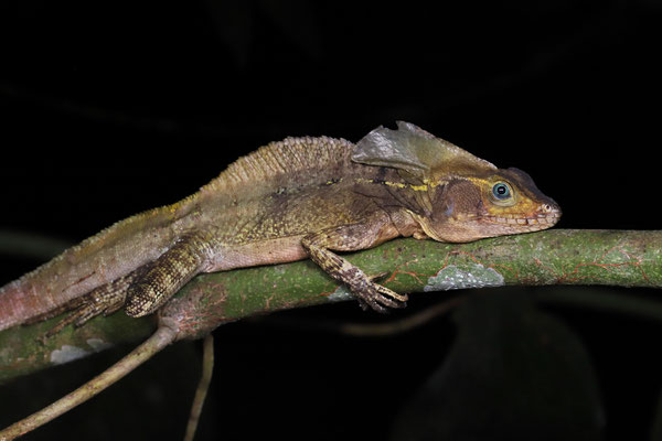 Striped Basilisk (Basiliscus vittatus)