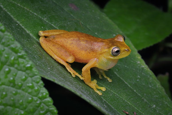 Calling male Sumichrast's Treefrog (Exerodonta sumichrasti)