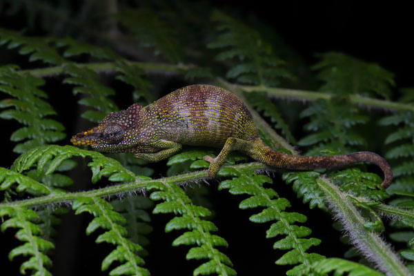 Uluguru One-horned Chameleon (Kinyongia oxyrhina) male