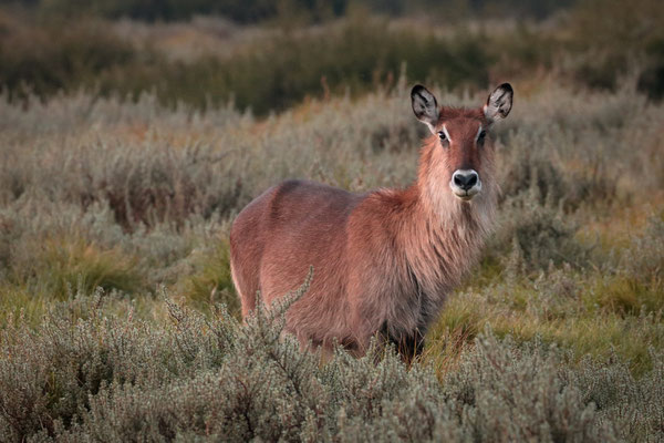 Waterbuck (Kobus ellipsiprymnus) female