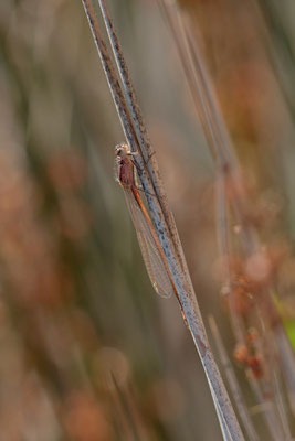 Common Winter Damselfly (Sympecma fusca)