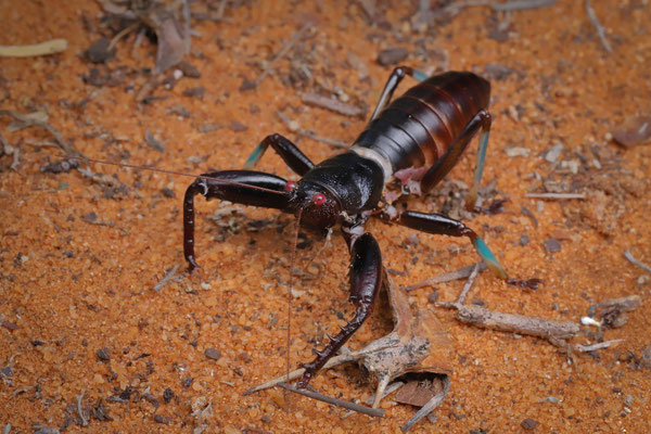 Malagasy Tree Lobster (Colossopus grandidieri)