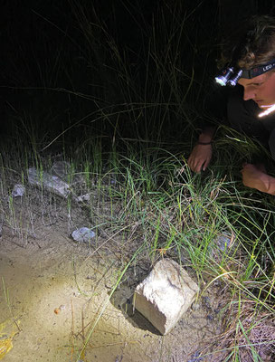 Tijmen and the Midwife Toad find.