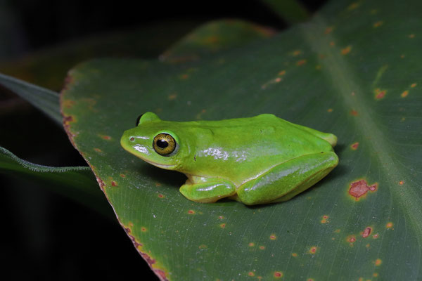 Tinker Reed Frog (Hyperolius tuberilinguis)