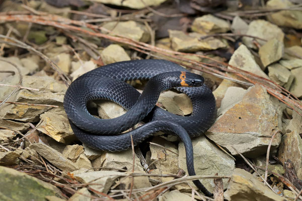 Liebmann's Earth Runner (Chersodromus liebmanni)