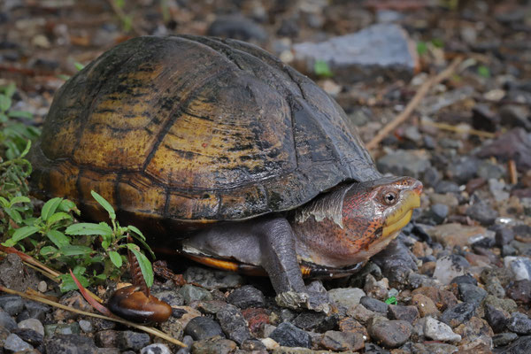 Red-cheeked Mud Turtle (Kinosternon cruentatum)