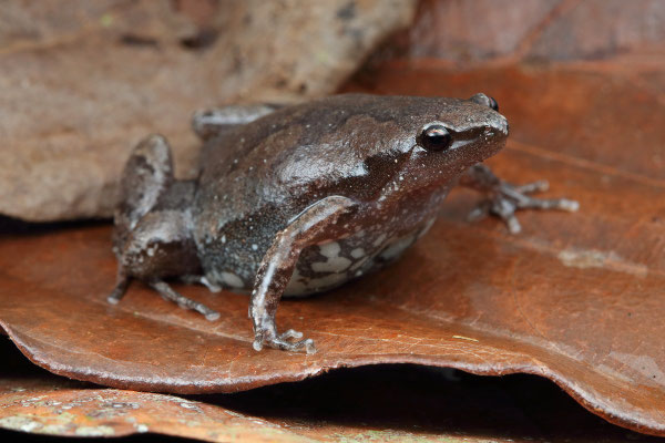 Elegant Narrowmouth Toad (Gastrophryne elegans)