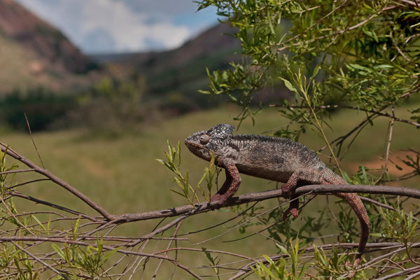 Oustalet's Chameleon (Furcifer oustaleti)
