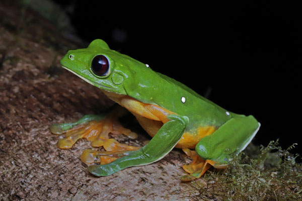 Orange-sided Leaf Frog (Agalychnis spurrelli) 