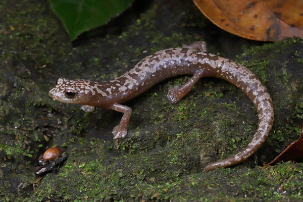 Veracruz Mushroomtongue Salamander (Bolitoglossa veracrucis)
