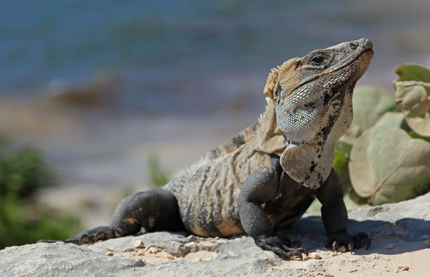 Black Spiny-tailed Iguana (Ctenosaura similis)