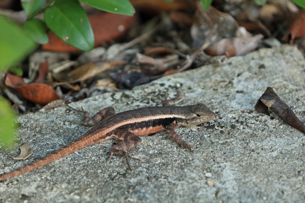 Yellow-spotted Spiny Lizard (Sceloporus chrysostictus)