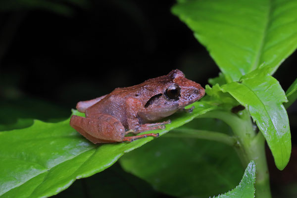 Bocourt's Robber Frog (Craugastor bocourti) male