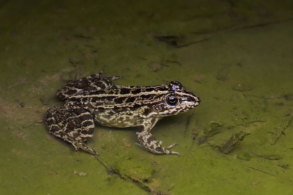 Levant Water Frog (Pelophylax bedriagae)