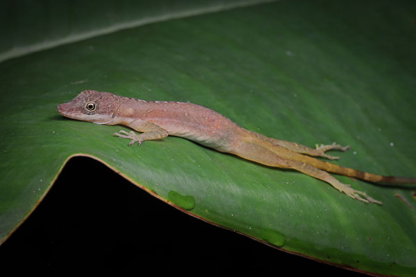 Slender Anole (Anolis limifrons)