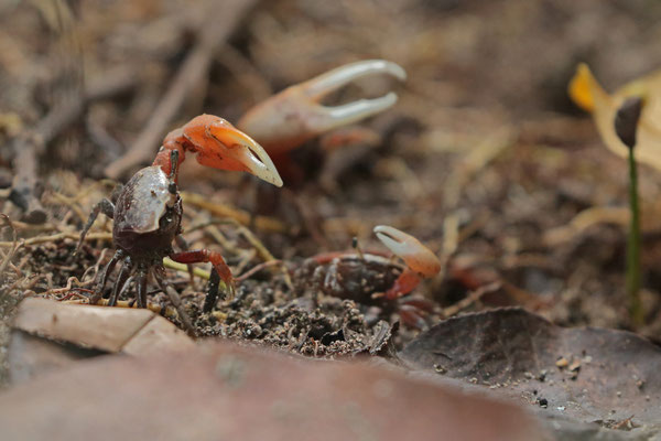 Fiddler Crabs (Minuca rapax)