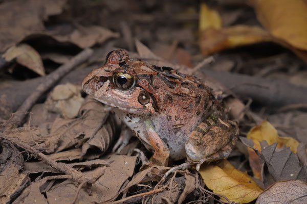 By far the most common frog of the area: Madagascar Bullfrog (Laliostoma labrosum)