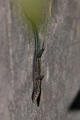 Cape Mountain Lizard (Tropidosaura gularis)