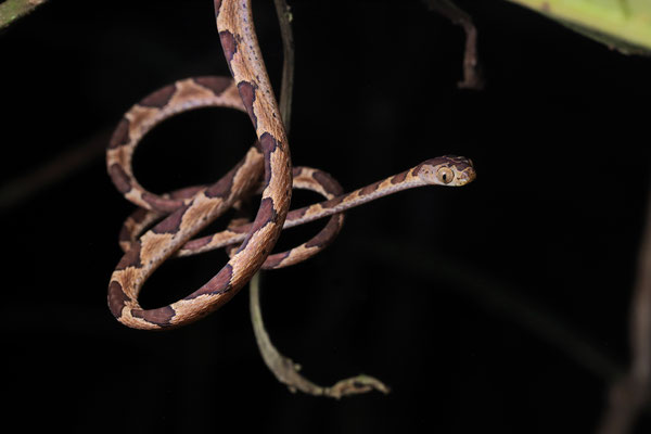 Common Blunt-headed Vine Snake (Imantodes cenchoa)