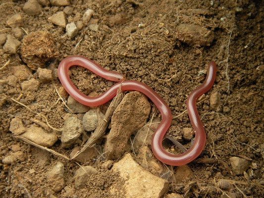Worm Snake (Xerotyphlops vermicularis), Igdir, Turkey, May 2015