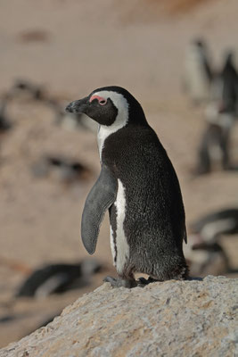 African Penguin (Spheniscus demersus)