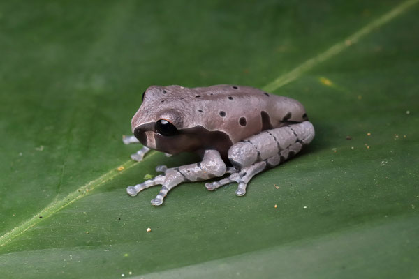 Crowned Tree Frog (Triprion spinosus) freshly metamorphosed individual.