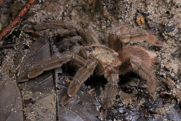 Tarantula