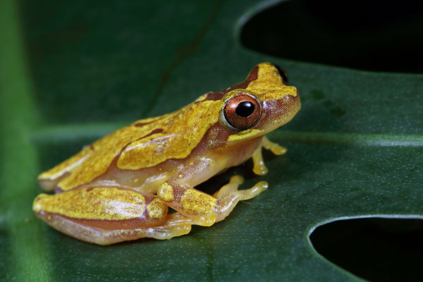 Hourglass Treefrog (Dendropsophus ebraccatus)
