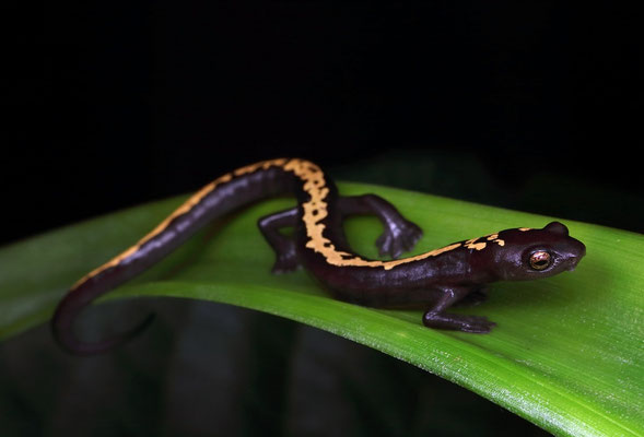 Müller's Mushroomtongue Salamander (Bolitoglossa mulleri)