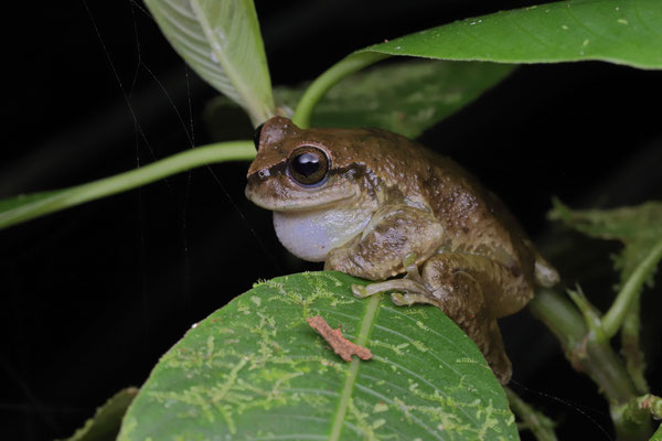 Las Palmas Spikethumb Frog (Plectrohyla quecchi)
