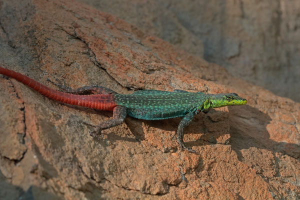 Common Flat Lizard (Platysaurus intermedius) male