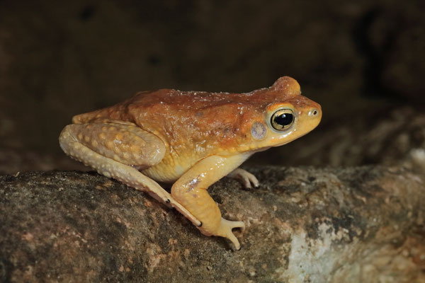 The Dhofar Toad (Duttaphrynus dhufarensis) is a highly variable species.