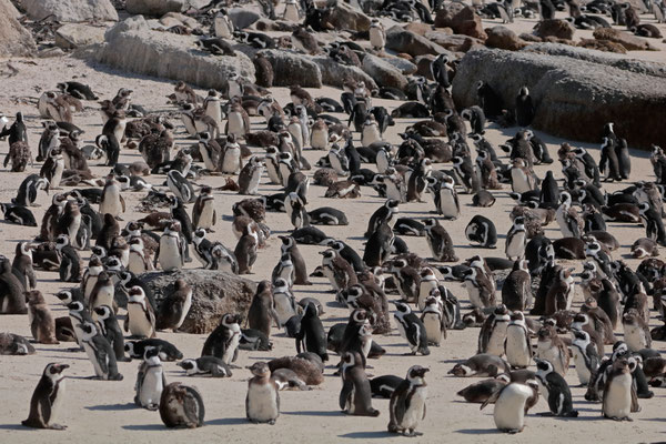 African Penguins (Spheniscus demersus)