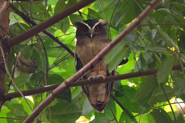 Crested Owl (Lophostrix cristata)