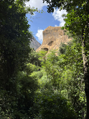 Stunning vistas from the forest towards the mountain.