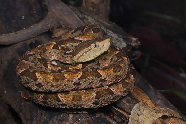 Fer-de-Lance (Bothrops asper)