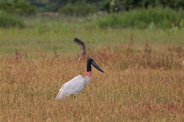 Jabiru (Jabiru mycteria) 