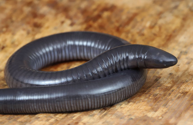 Mexican Caecilian (Dermophis mexicanus)