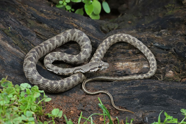 Coin-marked Snake (Hemorrhois nummifer)