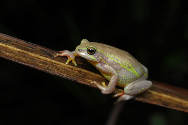 Common Reed Frog (Hyperolius viridiflavus) female