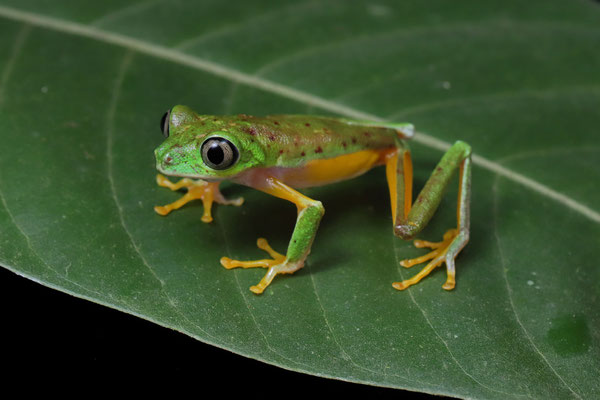 Lemur Leaf Frog (Agalychnis lemur) 